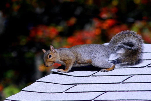 Interesting Animals in Our Gutters